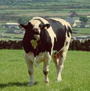 best cow Whatsapp Dp image