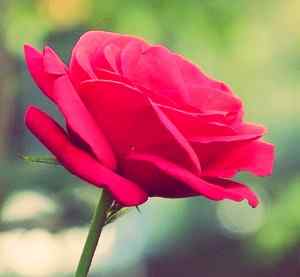 red rose image of Whatsapp DP