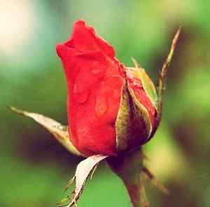 red rose photo for Whatsapp DP download