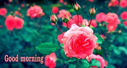 flowers image with good morning
