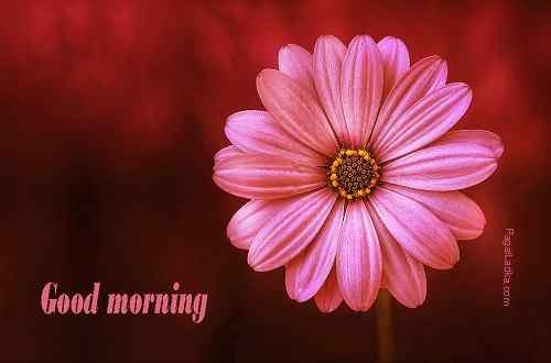 flowers with good morning wallpaper