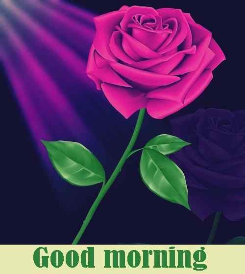 good morning rose flower