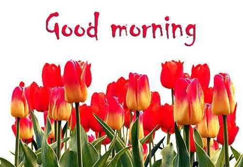 38+ Good Morning Flowers Images Hd