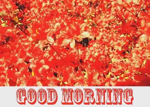 latest good morning picture download