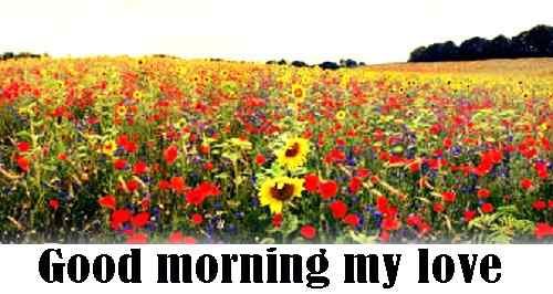 new good morning flowers HD image