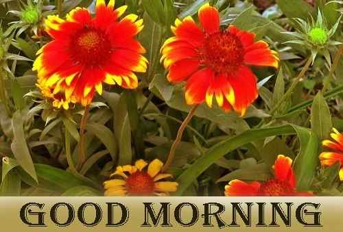 picture of good morning with flowers pics