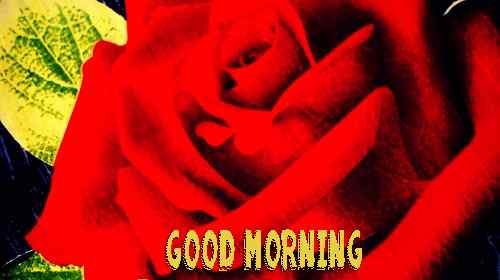 red rose image of good morning