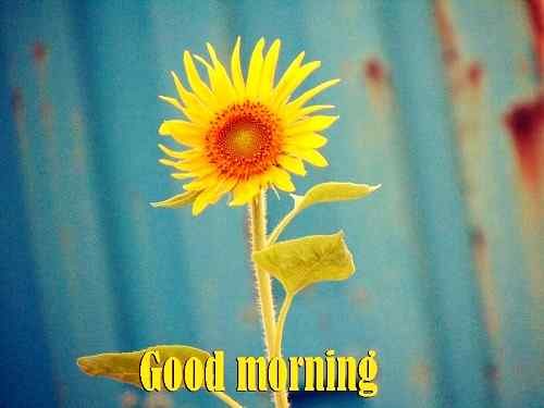 sweet flower picture of good morning