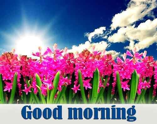 top flowers picture with good morning