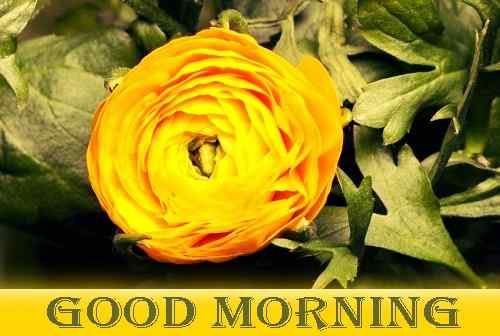 yellow flower with good morning pics