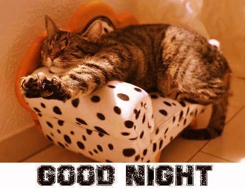 cat image of good night