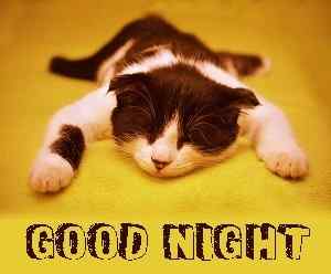 sweet cat image with good night caption