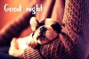 sweet good night puppy wallpaper