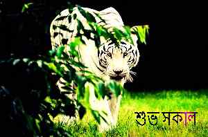 HD image of bengali tiger with good morning