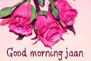 beautiful good morning rose for FB