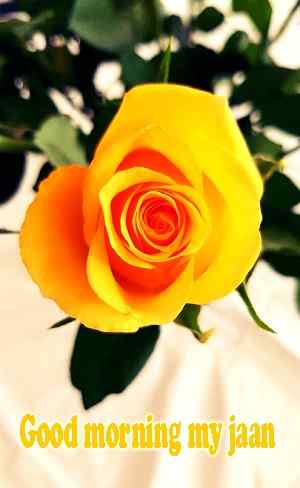 beauty pic of good morning rose