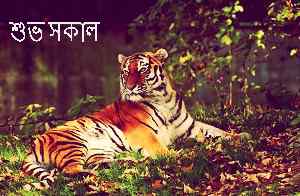 bengali tiger pic with good mornig caption