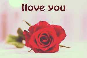 best rose image of love download