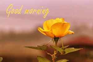 best yellow picture of good morning