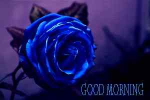 blue pic of good morning rose download