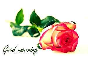 caption of good morning with rose imaeg