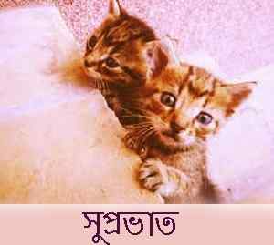 cute cat pic with Bengali good morning