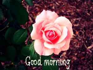 good morning rose image HD