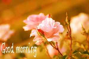 latest photo of good morning rose