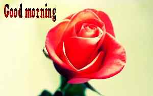 latest wallpaper of good morning rose