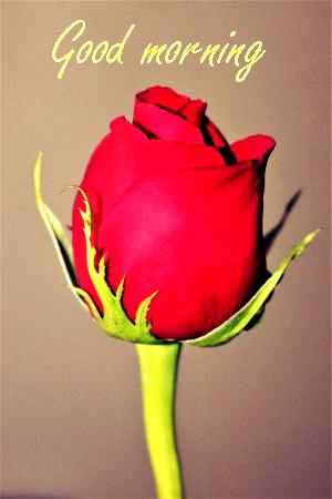 love with good morning rose image download