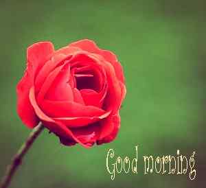 nice picture of good morning rose download