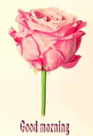 romantic rose image HD for FB