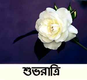 romantic white rose picture with bengali good night