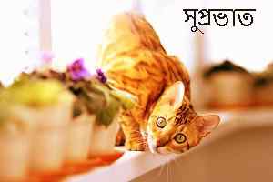 sweet image of bengali good morning download