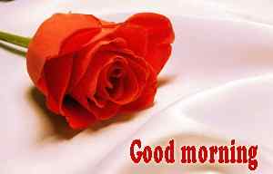 top romantic good morning with rose wallpaper