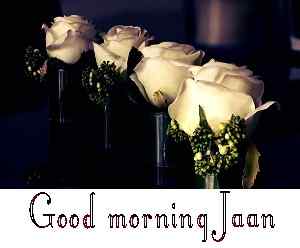 top romantic picture of good morning rose