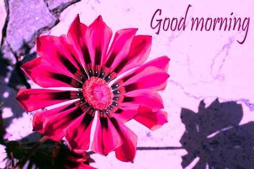 beautiful flower pic with good morning free download