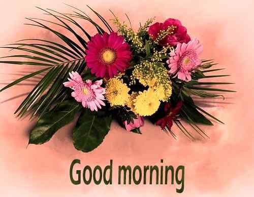 beautiful good morning flowers download for Whatsapp