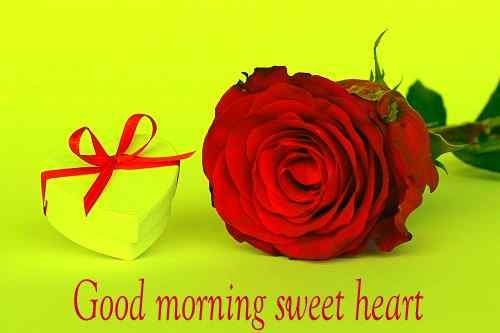 cute good morning rose images download