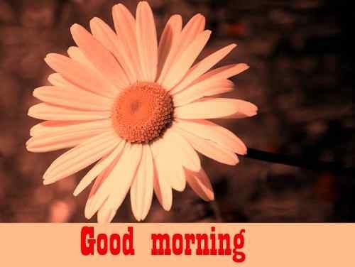 latest flower pics with good morning download