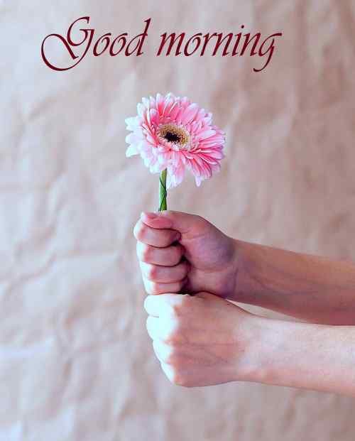 new wallpaper of flower with good morning free download