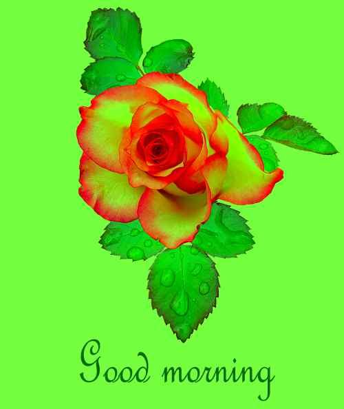 romantic image of rose with good morning