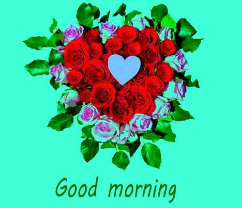 romantic pics of good morning flowers download