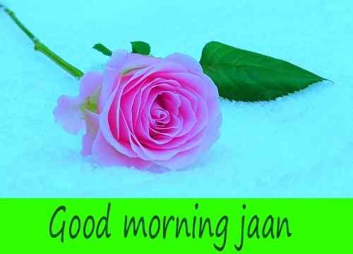 romantic rose photo with good morning download