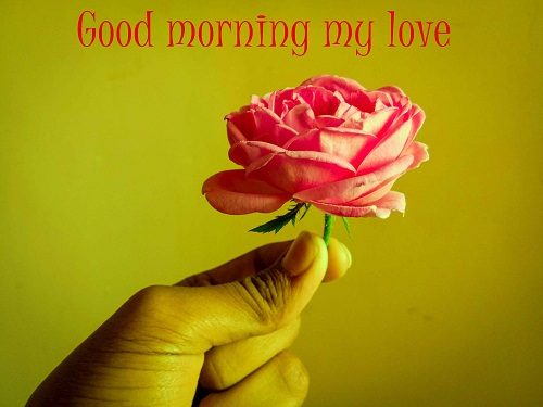 sweet good morning flower photo download