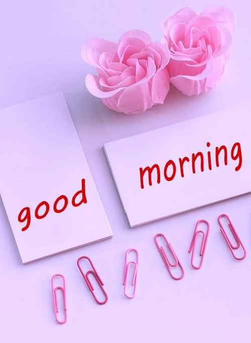 sweet image of rose with good morning caption download