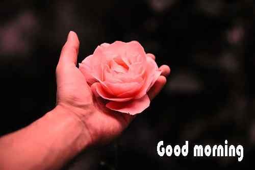 sweet rose image with good morning download