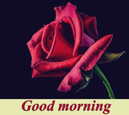 38 Good Morning Hd Flower Images For Free Photo Download For Whatsapp Pics Www Pagalladka Com
