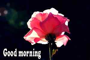 best good morning rose wallpaper