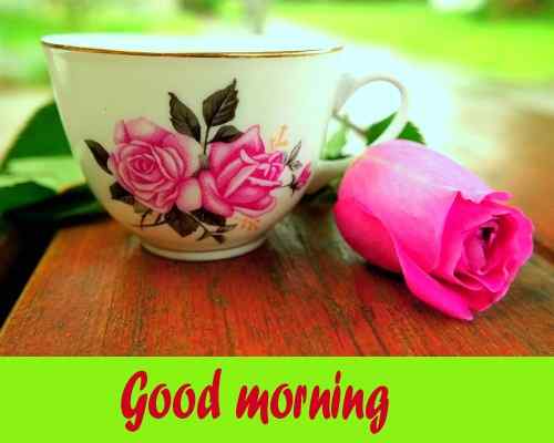 beautiful wallpaper of good morning rose download